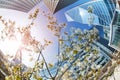 Skyscrapers viewed through blossomed tree branches, France Royalty Free Stock Photo