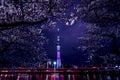 Skytree and Sakura at Night Royalty Free Stock Photo