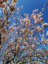 Skyward Blossoms: Almond Tree Branches Reaching Up to the Azure Sky