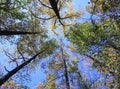 Skyward Trees Royalty Free Stock Photo