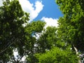 Skyward Trees Royalty Free Stock Photo