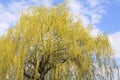 Skyward Trees Royalty Free Stock Photo