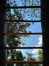 skyward view beneath an outdoor exercise bar and inside a park filled with huge trees Royalty Free Stock Photo