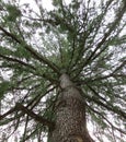 Skyward view of a large tree