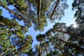 Skyward view of tall pine trees on blue summer day, Royalty Free Stock Photo