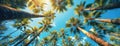 Skyward View of Tropical Palm Canopy. Looking up at a blue sky through a canopy of tall palm trees, their leaves Royalty Free Stock Photo