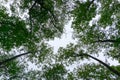 Skywards view of trees with cloud Royalty Free Stock Photo