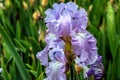 Skywatch Bearded Iris Flower