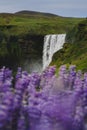 SkÃÆÃâÃâÃÂ³gafoss Waterfall and blooming lupins, Iceland Royalty Free Stock Photo