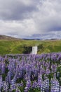 SkÃÆÃÂ³gafoss Waterfall and blooming lupine flowers, Iceland Royalty Free Stock Photo