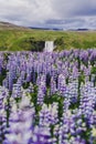 SkÃÆÃÂ³gafoss Waterfall and blooming lupins, Iceland Royalty Free Stock Photo