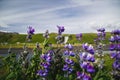 SkÃÂ³gafoss Waterfall and blooming lupine flowers, Iceland Royalty Free Stock Photo