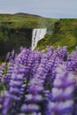 SkÃÂ³gafoss Waterfall and blooming lupins, Iceland Royalty Free Stock Photo