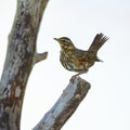 Redwing on a fallen tree. Royalty Free Stock Photo