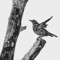 Redwing on a fallen tree Royalty Free Stock Photo