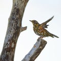 Redwing on a fallen tree. Royalty Free Stock Photo