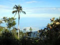 Slaapboom (Palm) / Sleeping Wax Palm; Santa Marta Parakeet, Fund