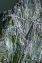 Slab of quartz phyllite