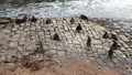 slacker birds on the banks of the Rhine River Royalty Free Stock Photo