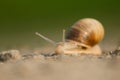 Slag snail on the road with beautiful green background, cute picture of slag snail Slovakia Royalty Free Stock Photo