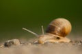 Slag snail on the road with beautiful green background, cute picture of slag snail Slovakia Royalty Free Stock Photo