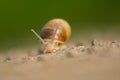 Slag snail on the road with beautiful green background Royalty Free Stock Photo