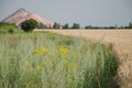 Slagheap in western Ukraine with wheat field Royalty Free Stock Photo