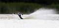 Slalom waterskier skiing slalom