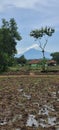 Slamet mountain above rice field Royalty Free Stock Photo