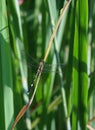 slander skimmer dragonfly on green leaf