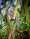 slander skimmer dragonfly