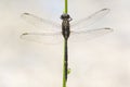 Slanke oeverlibel, Slender Skimmer, Orthetrum sabina