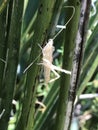 Slant Face Grasshopper that Shed its Exoskeleton - Molted White Grasshopper - Acridinae