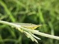 Slant-faced green grasshopper resting on the tip of the creeping shoot plant. Royalty Free Stock Photo