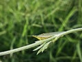 Slant-faced green grasshopper resting on the tip of the creeping shoot plant. Royalty Free Stock Photo