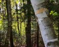 Slanted birch tree in foreground of Northwoods forest Royalty Free Stock Photo