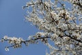 Slanted branch of blossoming Prunus cerasifera against blue sky Royalty Free Stock Photo