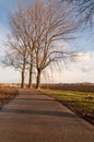 Slanted elms waiting for harvesting