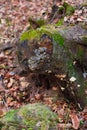 A slanted moss tree stump Royalty Free Stock Photo