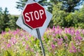 Slanted stop sign in a field of fireweed wildflowers