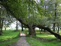 Slanted tree in a green park