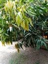 A slanting mango tree ready to ripe