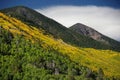 Slases off fall color above Lockett Meadow, San Francisco Peaks, Arizona Royalty Free Stock Photo