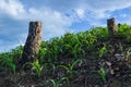 Slash and burn cultivation Royalty Free Stock Photo