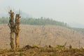 Slash and burn cultivation, rainforest cut and burned to plant c Royalty Free Stock Photo