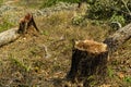 Slash and burn cultivation, rainforest cut and burned to plant c Royalty Free Stock Photo