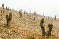 Slash and burn cultivation, rainforest cut and burned to plant Royalty Free Stock Photo