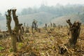 Slash and burn cultivation, rainforest cut and burned to plant Royalty Free Stock Photo