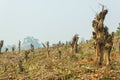 Slash and burn cultivation, rainforest cut and burned to plant Royalty Free Stock Photo