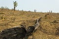 Slash and burn cultivation, rainforest cut and burned to plant Royalty Free Stock Photo